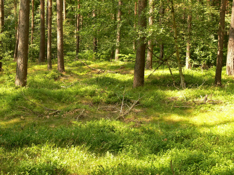 Foto eines Waldbodens
